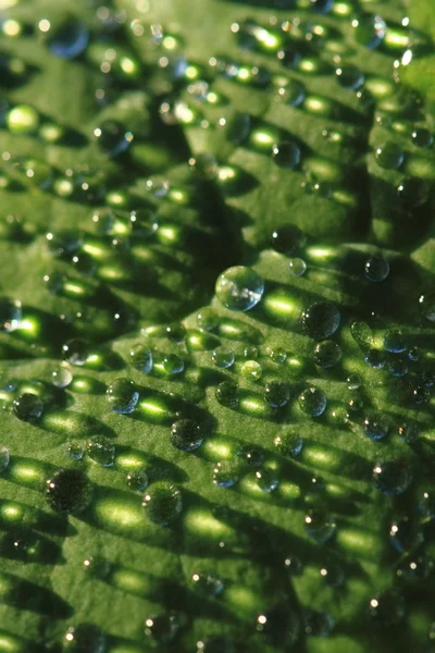 Water drops leaf background — Stock Photo, Image