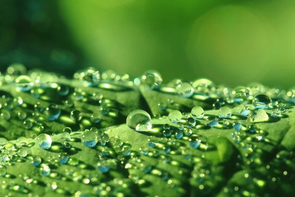 Water drops leaf background — Stock Photo, Image