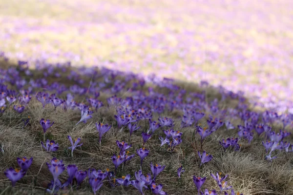 Kwiat fioletowy krokus — Zdjęcie stockowe