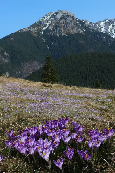 Çiğdem Dağları — Stok fotoğraf