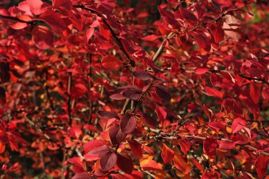 kırmızı yapraklar