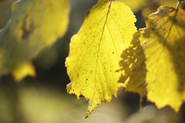 Leaves — Stock Photo, Image