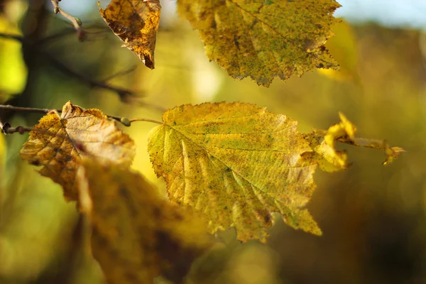 Leaves — Stock Photo, Image