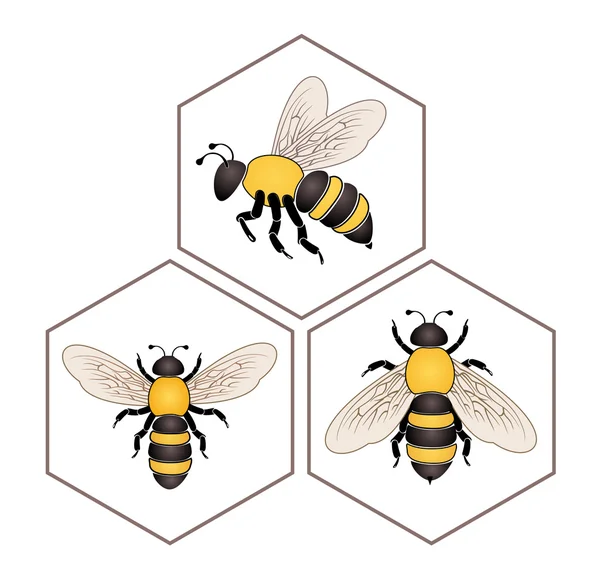 Sel madu lebah - Stok Vektor