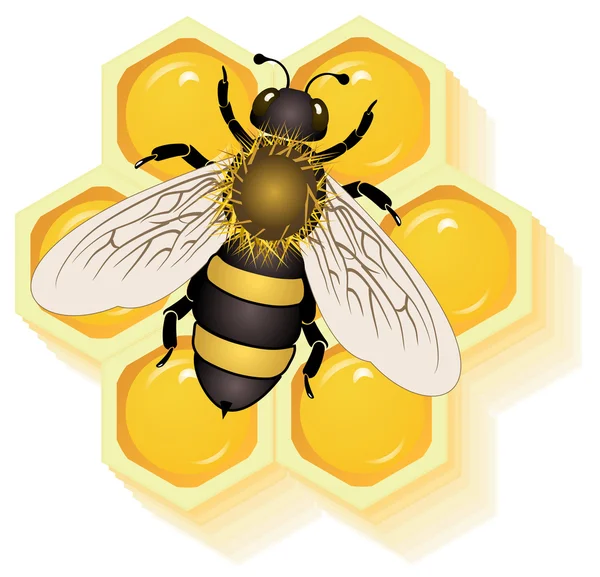 Working bee on honey cells vector — Stock Vector