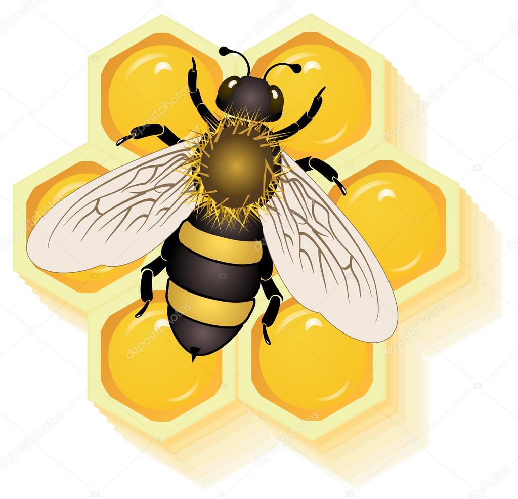 working bee on honey cells vector