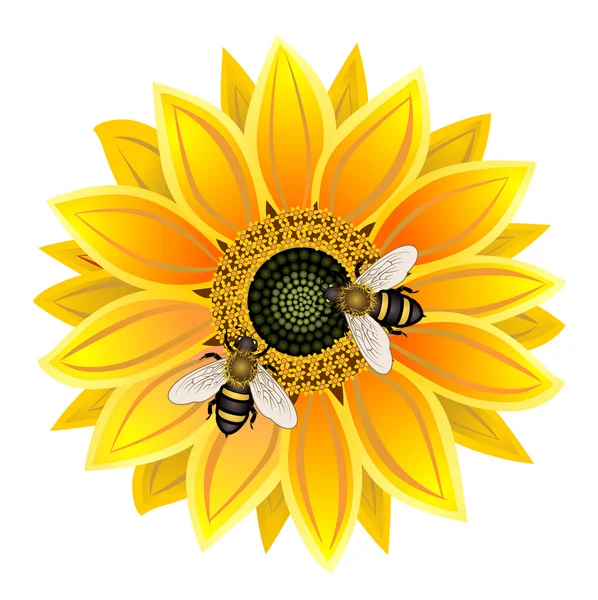 Girasol y abeja — Stockvector