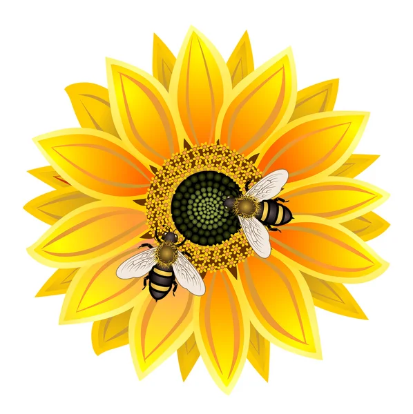 Sunflower and bee — Stock Vector