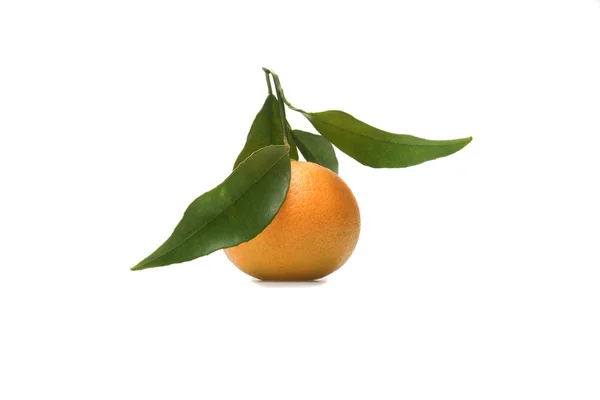 Uma única fruta laranja com folha. O foco é colocado nas folhas . — Fotografia de Stock