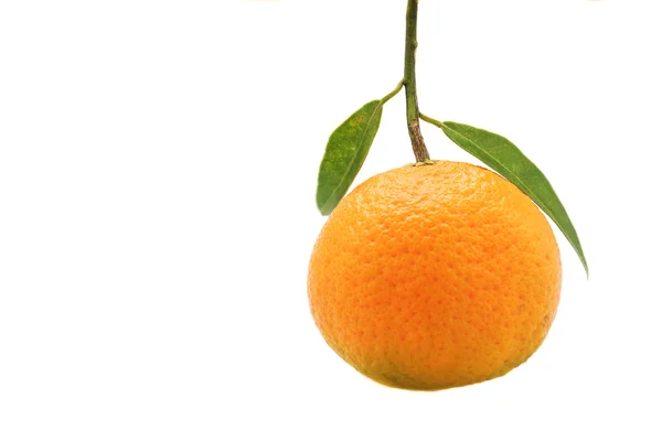 Uma única fruta laranja com folha. O foco é colocado nas folhas . — Fotografia de Stock