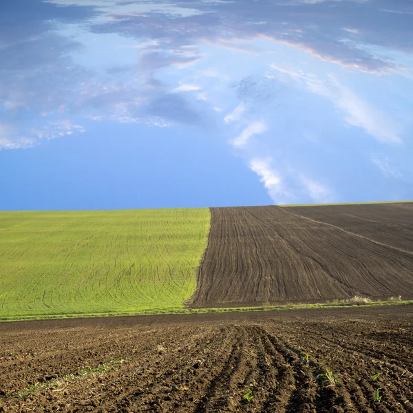 Όργωσε αυξανόμενο πεδίο του πράσινο γρασίδι σε φόντο μπλε ουρανό και άσπρα σύννεφα — Φωτογραφία Αρχείου