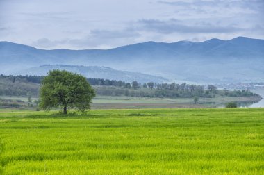 Arka plan olarak bir yeşil çim çayır-dağ, göl, mavi gökyüzü ve bulutlar üzerinde tek ağaç.