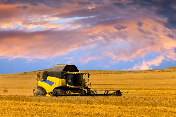 Raccoglitrice o mietitrice si combinano su un campo di grano con un cielo molto dinamico come sfondo Immagine Stock