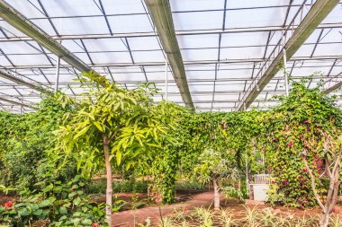 Pek çok bitki ve çiçekler ile sera iç