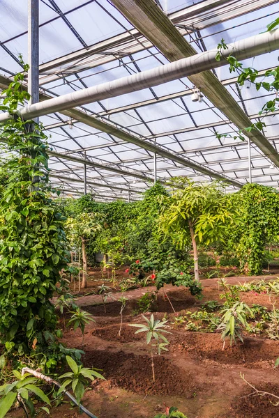 Interior of greenhouse with a variety of plants and flowers — Stock Photo, Image