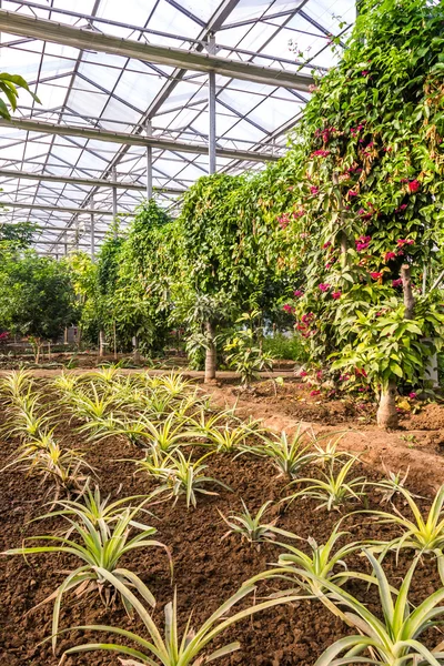 Interior of greenhouse with a variety of plants and flowers — Stock Photo, Image