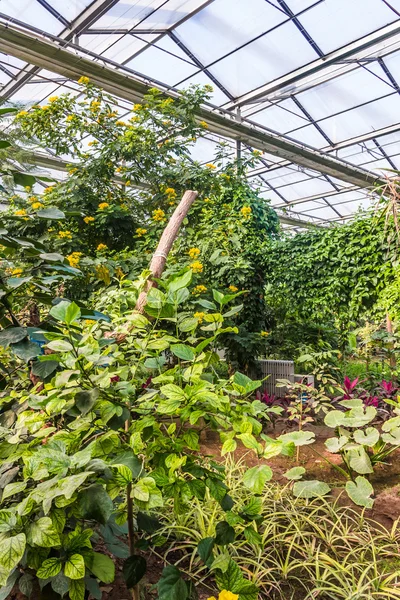 Interior of greenhouse with a variety of plants and flowers — Stock Photo, Image