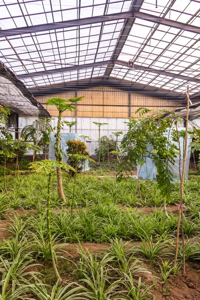 Interior of greenhouse with a variety of plants and flowers — Stock Photo, Image