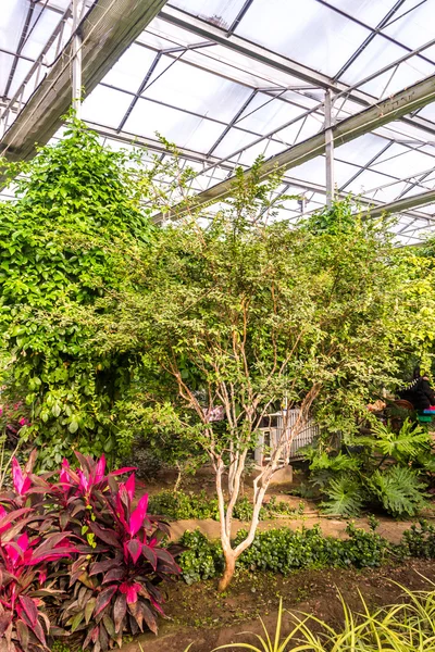 Interiör av växthus med olika växter och blommor — Stockfoto