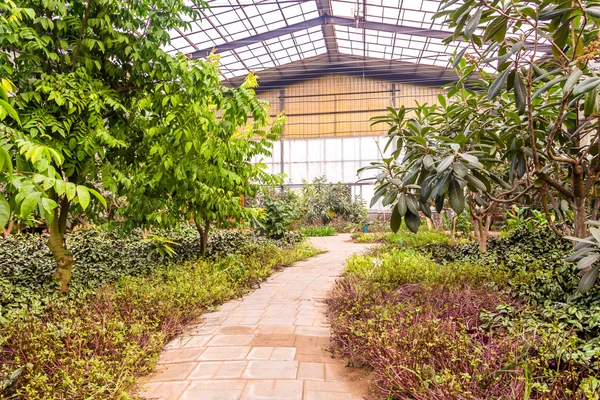 内政部与各种植物和花卉温室 — 图库照片