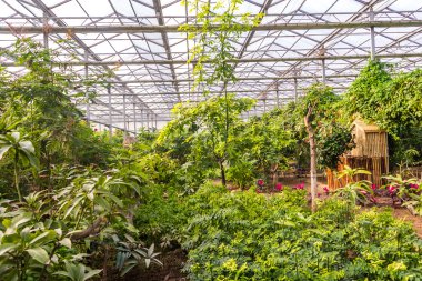 Pek çok bitki ve çiçekler ile sera iç