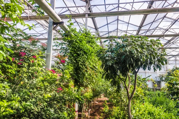 Interior of greenhouse with a variety of plants and flowers — Stock Photo, Image