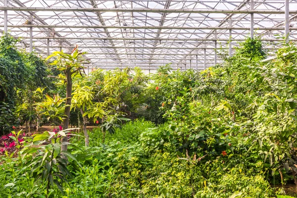 Pek çok bitki ve çiçekler ile sera iç