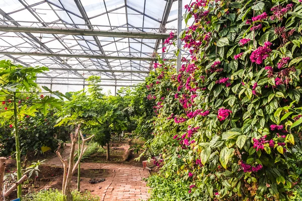 様々 な植物や花が付いている温室の内部 — ストック写真