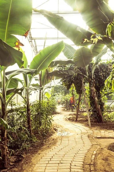 様々 な植物や花が付いている温室の内部 — ストック写真