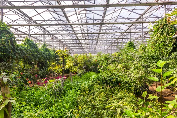 Interior of greenhouse with a variety of plants and flowers — Stock Photo, Image