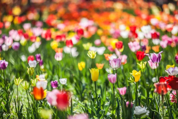 Postel Pestrobarevné tulipány — Stock fotografie