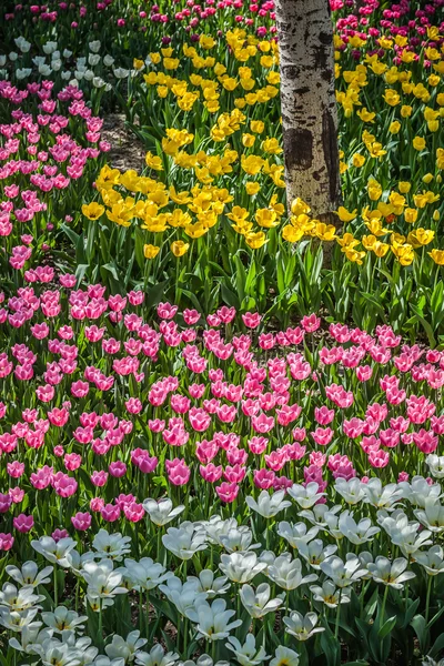 Łóżko tulipany wielobarwny — Zdjęcie stockowe