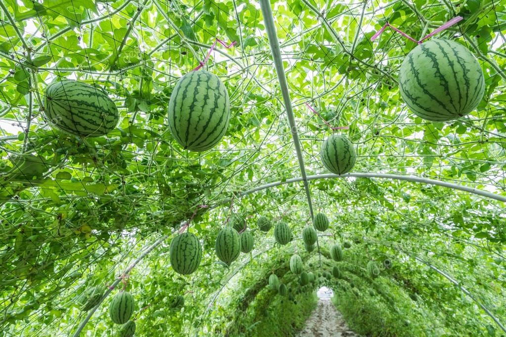 Watermelon in greenhouse ⬇ Stock Photo, Image by © 06photo 100208858