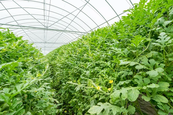 Watermelon in greenhouse — Stock Photo, Image