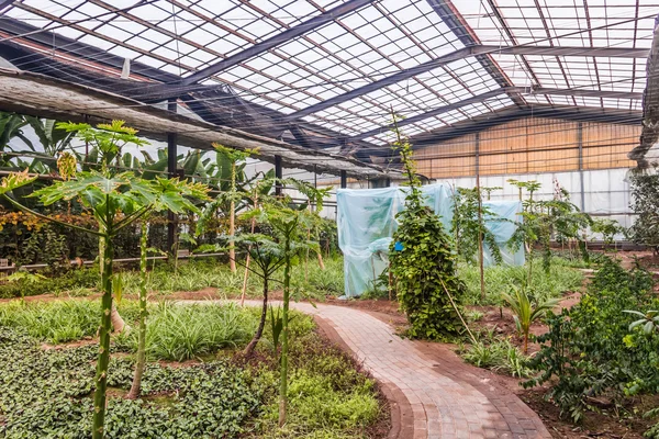 Interior de estufa com uma variedade de plantas e flores — Fotografia de Stock