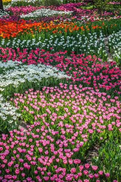 Postel Pestrobarevné tulipány — Stock fotografie