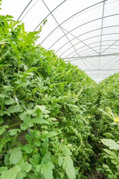 Wassermelone im Gewächshaus — Stockfoto