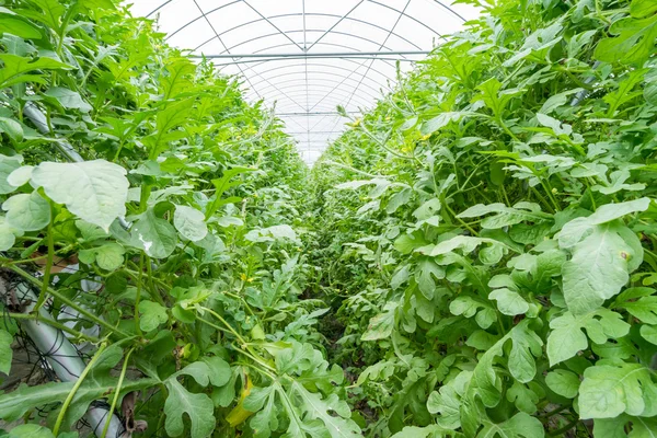 Watermelon in greenhouse — Stock Photo, Image