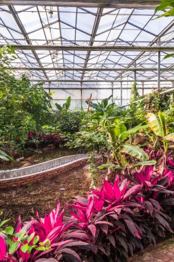 Pek çok bitki ve çiçekler ile sera iç