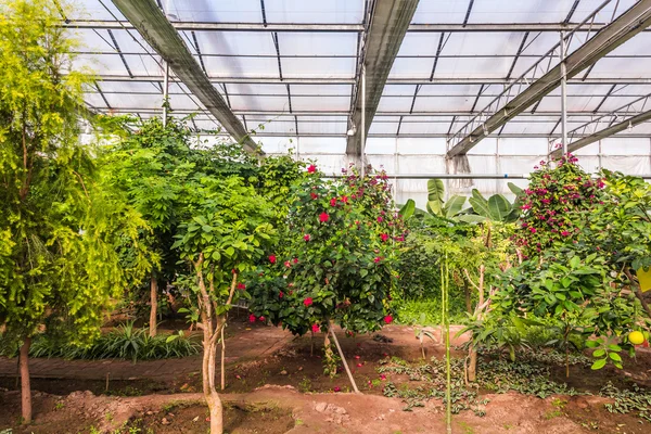 Interno della serra con una varietà di piante e fiori — Foto Stock