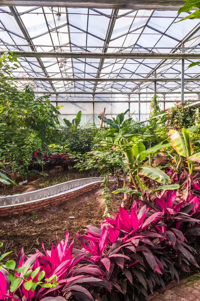 Pek çok bitki ve çiçekler ile sera iç