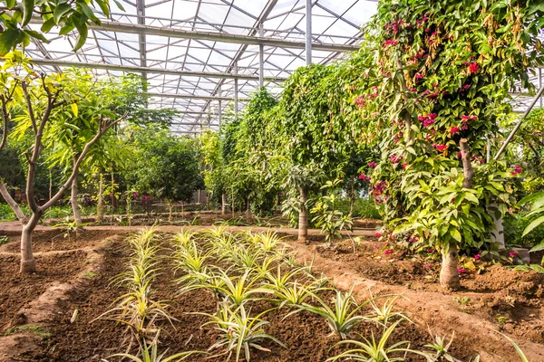 様々 な植物や花が付いている温室の内部 — ストック写真