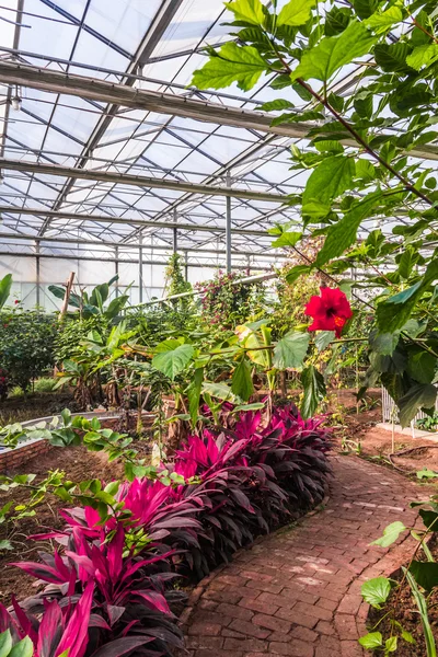 様々 な植物や花が付いている温室の内部 — ストック写真