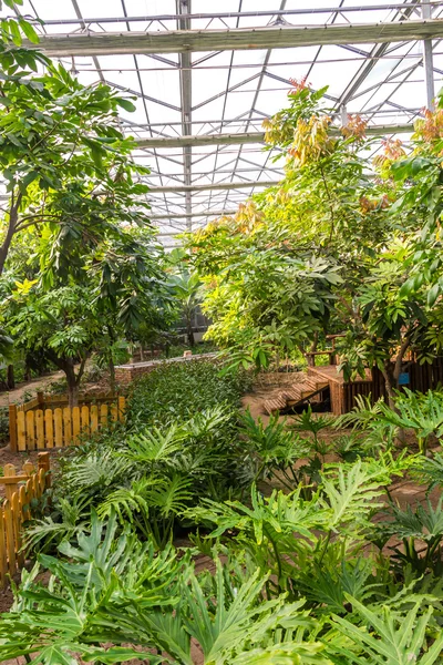 Interior of greenhouse with a variety of plants and flowers — Stock Photo, Image