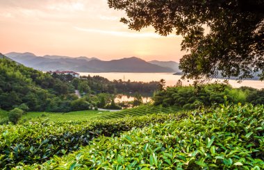 Tepede, Güney Çin yeşil çay bahçesi