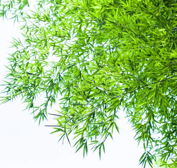 Bambus lesie tło — Zdjęcie stockowe