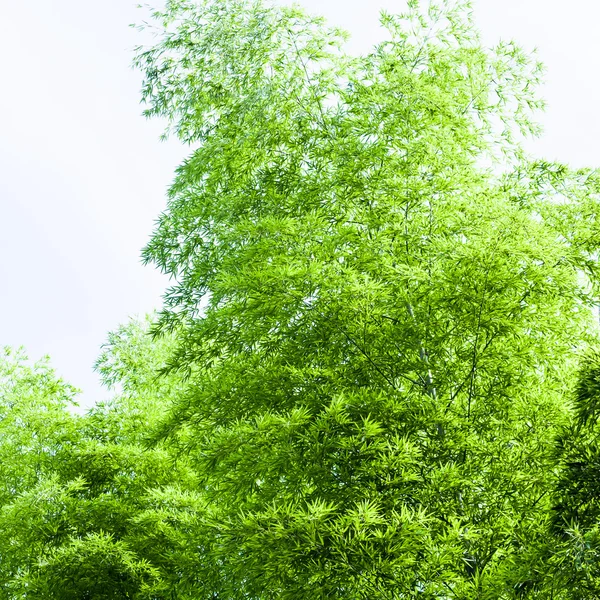 Bamboe bos achtergrond — Stockfoto