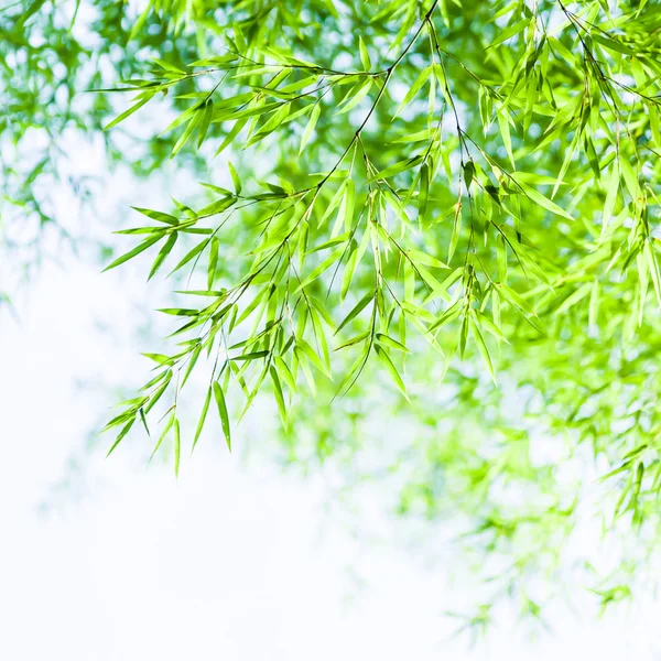 Fondo del bosque de bambú — Foto de Stock