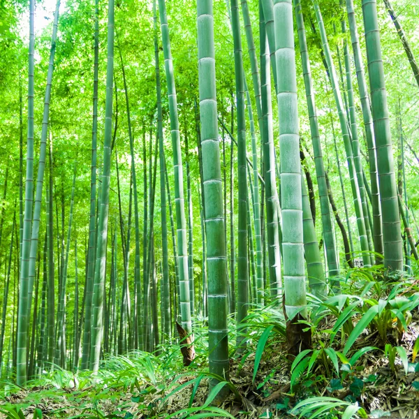 Sfondo foresta di bambù — Foto Stock