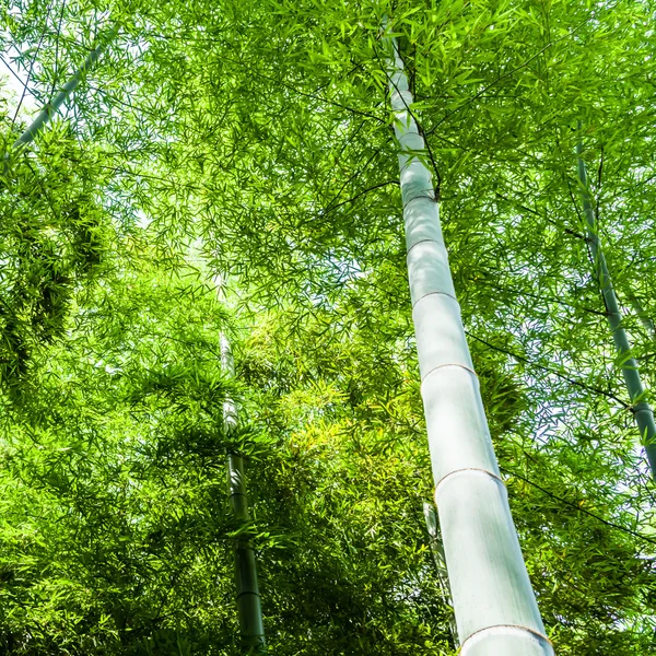 Bambus lesie tło — Zdjęcie stockowe